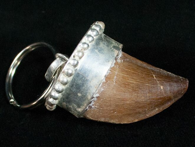 Authentic Fossil Mosasaurus Tooth Keychain #11144